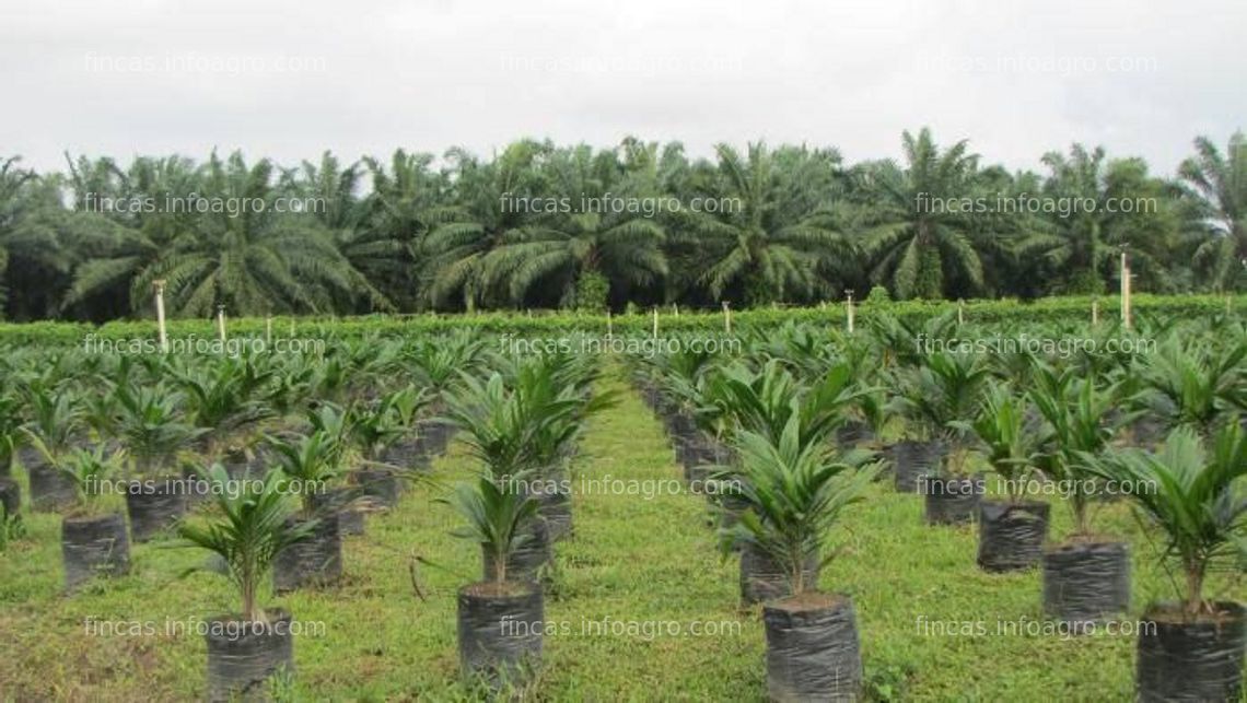 Fotos de En venta  Terreno de 2000 hectáreas en Pucallpa