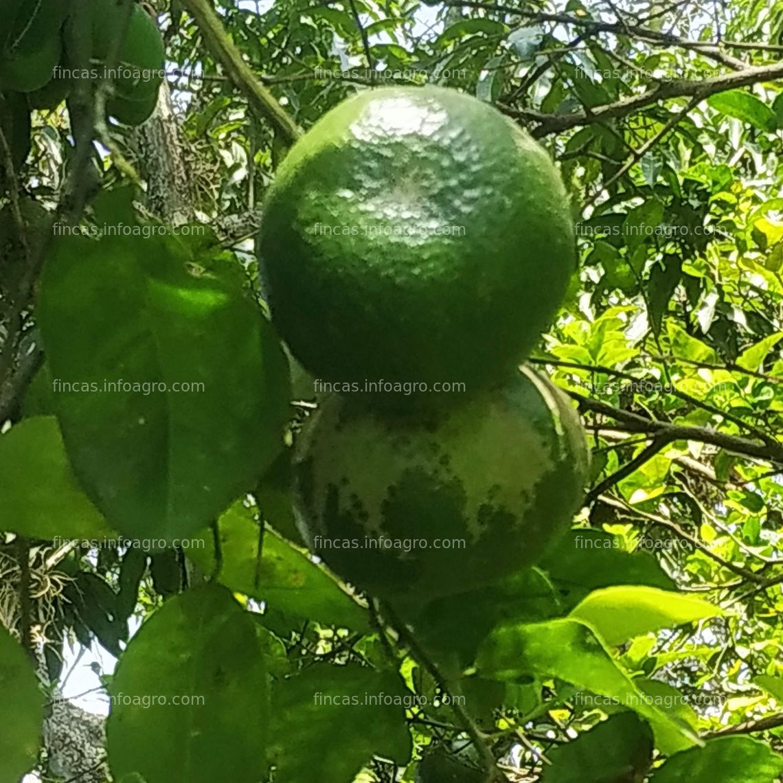 Fotos de Se vende finca Cunday, Tolima, 94 hectáreas, ecoturismo agroganadera, doy barata