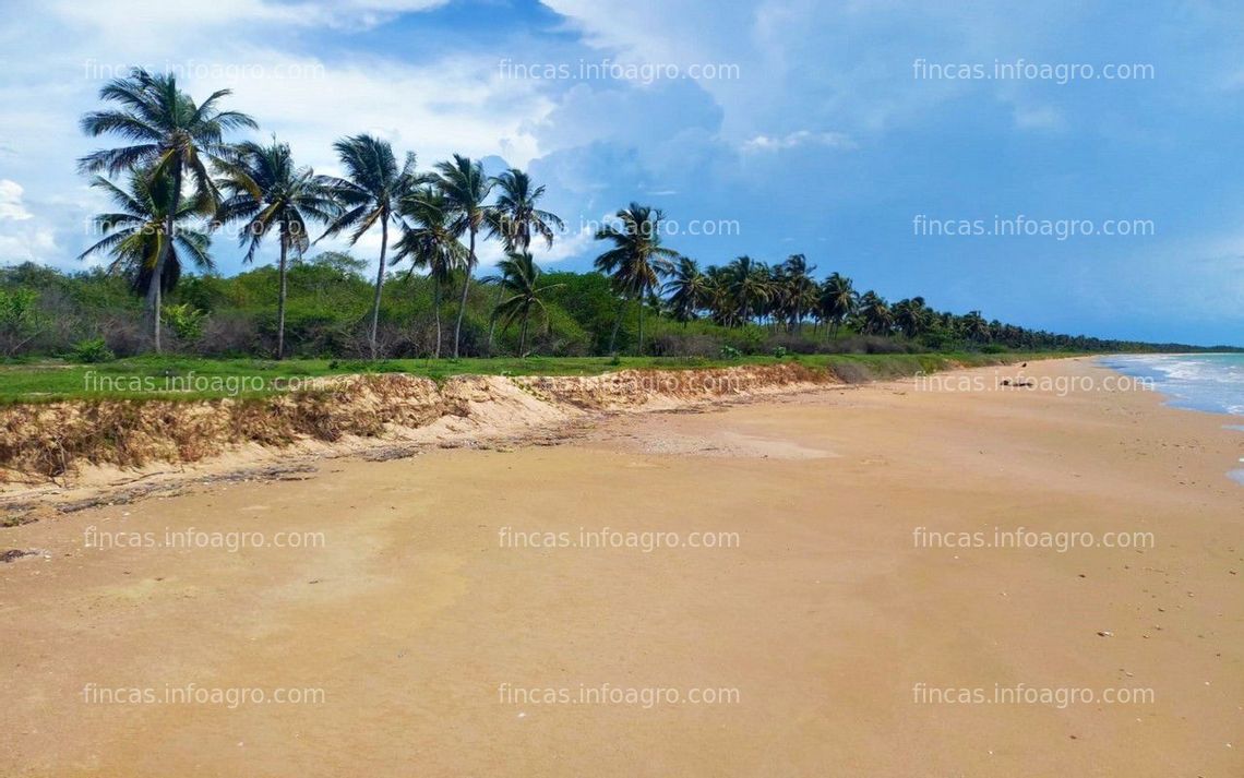 Fotos de A la venta hectáreas con línea de playa