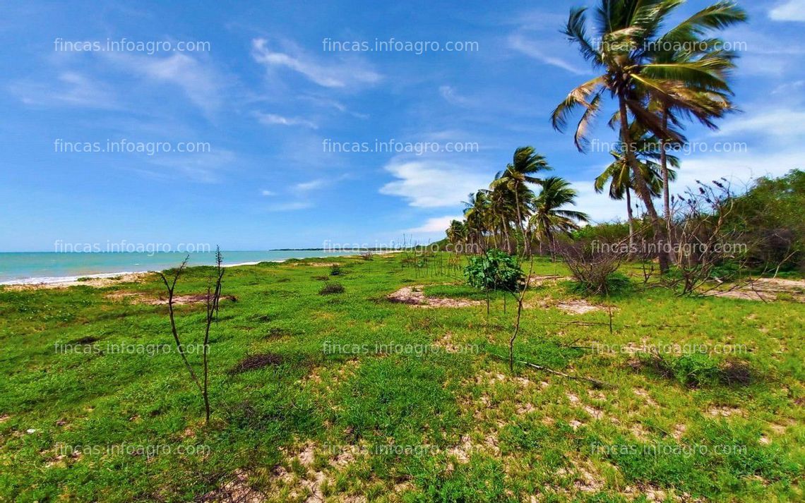 Fotos de A la venta hectáreas con línea de playa