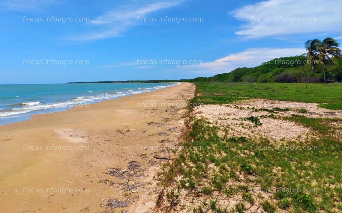 Fotos de A la venta hectáreas con línea de playa