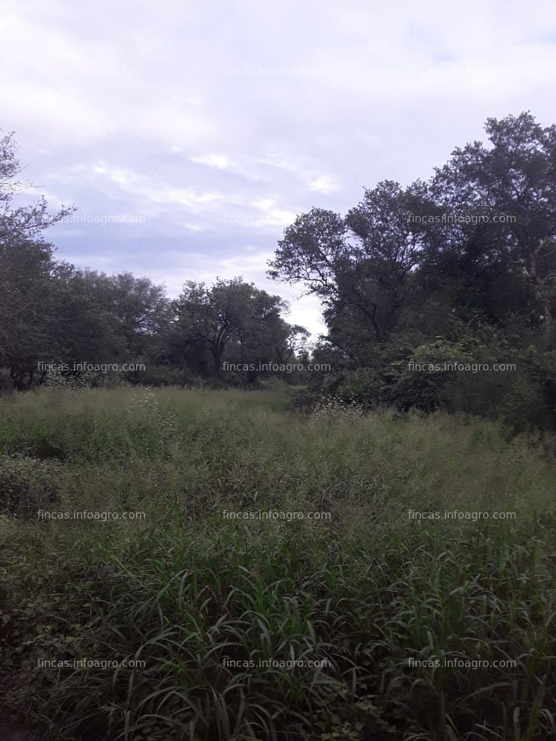 Fotos de Se vende campo en Castelli, Chaco. Oportunidad 700 Has. con 10 años de plazo. 