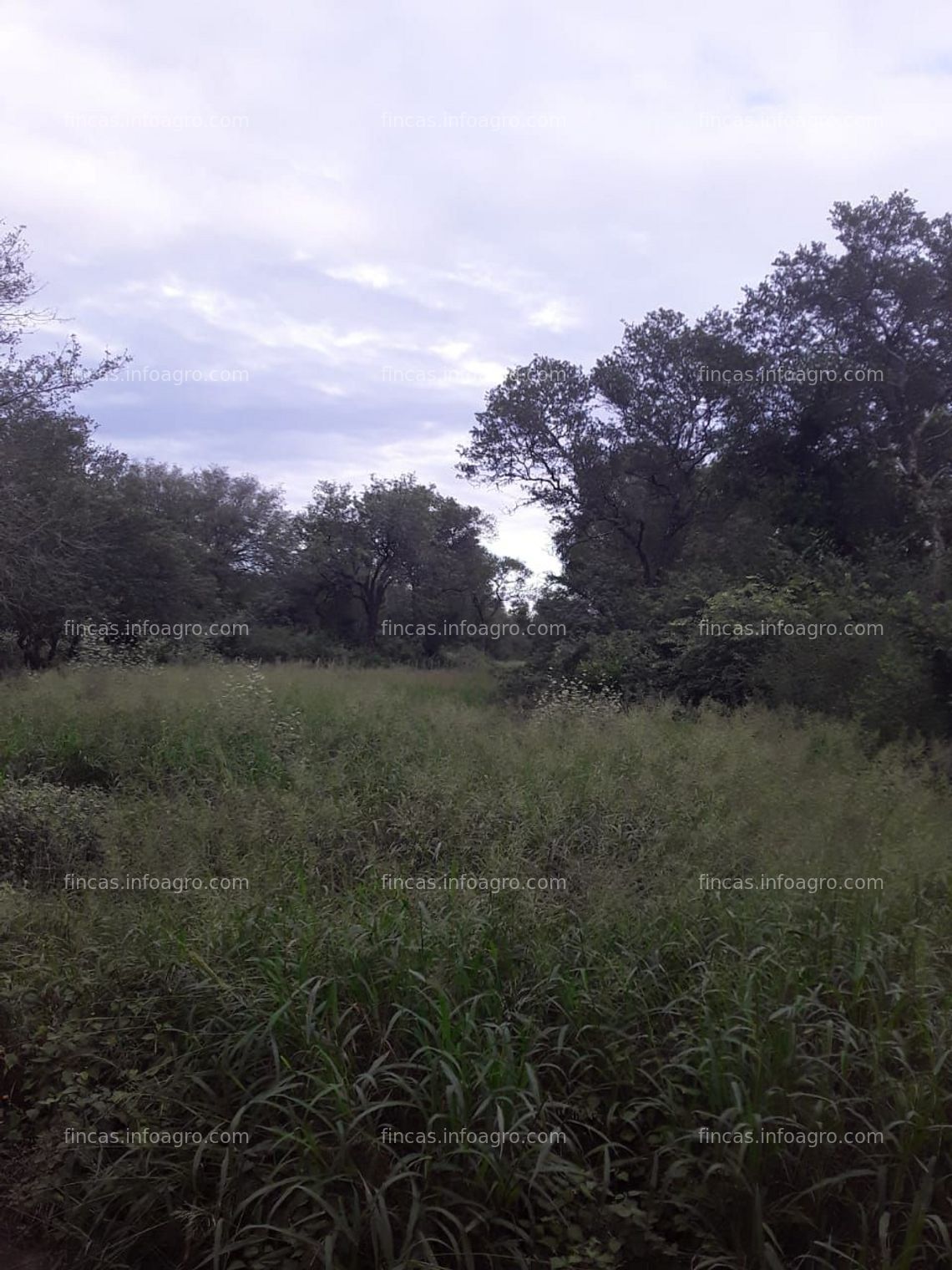 Fotos de A la venta Campo en Castelli. Chaco. Oportunidad 700 Has con 10 AÑOS de Plazo. 