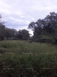 Fotos de Se vende campo en Castelli, Chaco. Oportunidad 700 Has. con 10 años de plazo. 