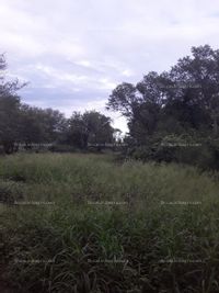 Fotos de A la venta Campo en Castelli. Chaco. Oportunidad 700 Has con 10 AÑOS de Plazo. 