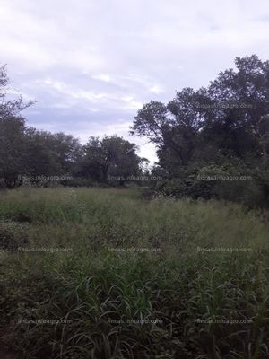 A la venta Campo en Castelli. Chaco. Oportunidad 700 Has con 10 AÑOS de Plazo. 