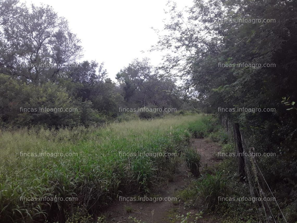 Fotos de Se vende campo en Castelli, Chaco. Oportunidad 700 Has. con 10 años de plazo. 