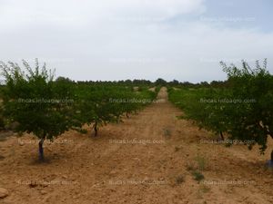 A la venta 2300 almendros Belona (es la Marcona de floración tardía). 10,5 hectáreas. Con pozo en parte de la finca. 