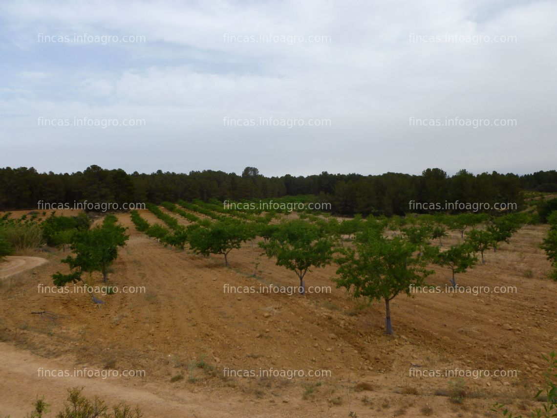 Fotos de A la venta 2300 almendros Belona (es la Marcona de floración tardía). 10,5 hectáreas. Con pozo en parte de la finca. 