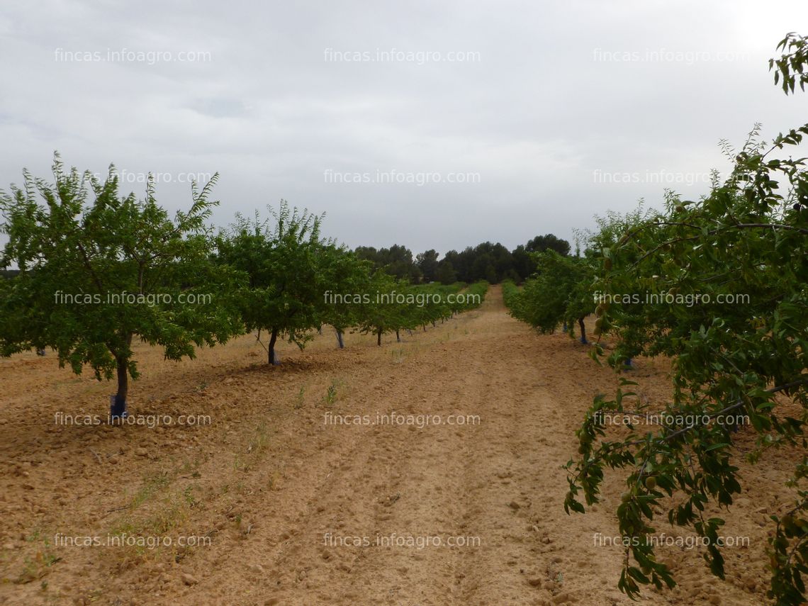 Fotos de A la venta 2300 almendros Belona (es la Marcona de floración tardía). 10,5 hectáreas. Con pozo en parte de la finca. 