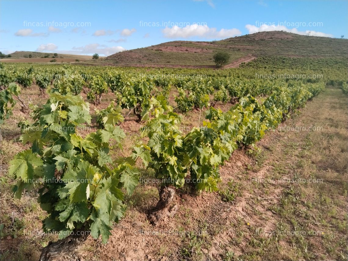 Fotos de Vendo Finca Rústica-Viñedo