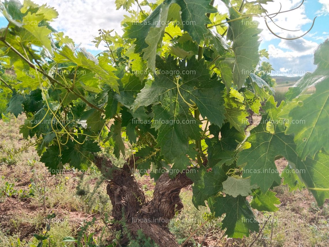 Fotos de Vendo Finca Rústica-Viñedo