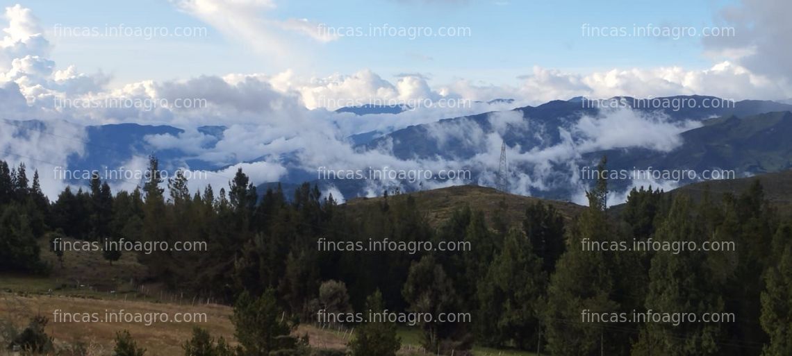 Fotos de A la venta linda finca en Berlín, Santander, Colombia