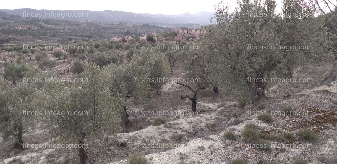 Fotos de Vendo finca de olivar