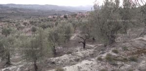 Vendo finca de olivar