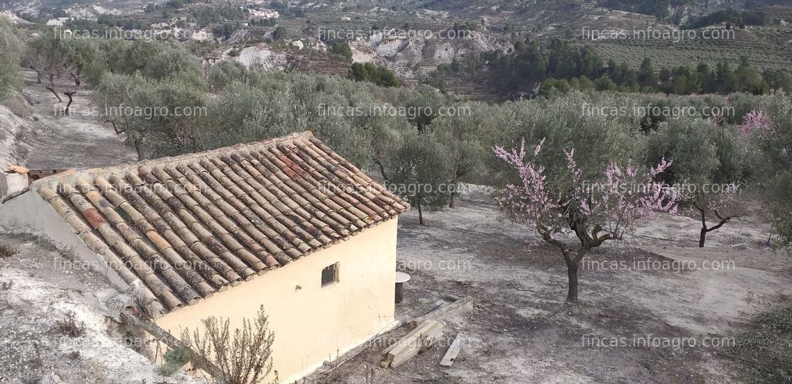 Fotos de Vendo finca de olivar