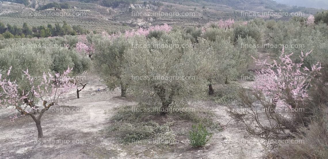 Fotos de Vendo finca de olivar