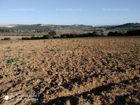 Fotos de Vendo finca de regadío