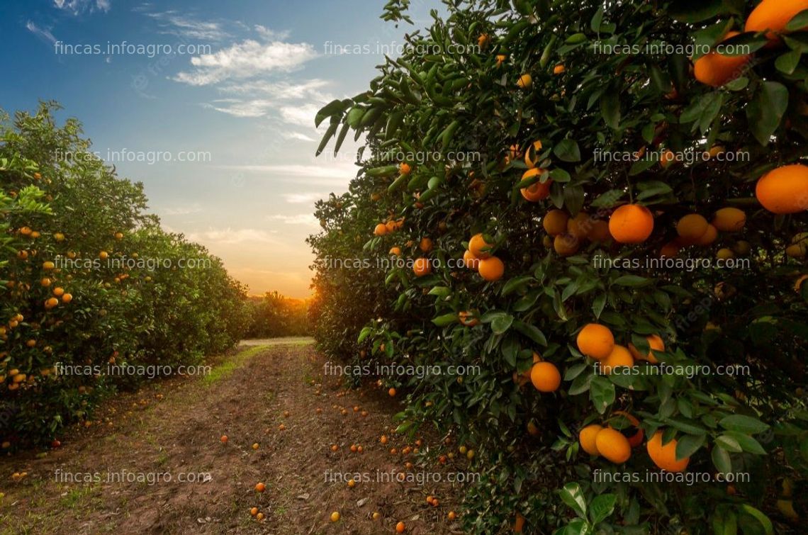 Fotos de Vendo 2 fincas de naranjos en Valencia 