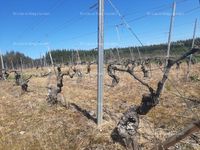Fotos de A la venta viña en el Bierzo (Cabañas Raras)