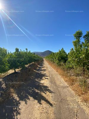 A la venta oportunidad De Inversion / 22 Hectareas / Valle Colchagua / Chile