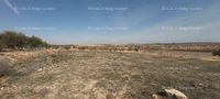 Fotos de A la venta finca de 18000 m2. Tiene 60 olivas.