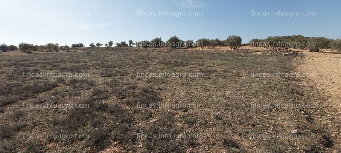 Fotos de Se vende finca de 18000 m2. Tiene 60 olivas.