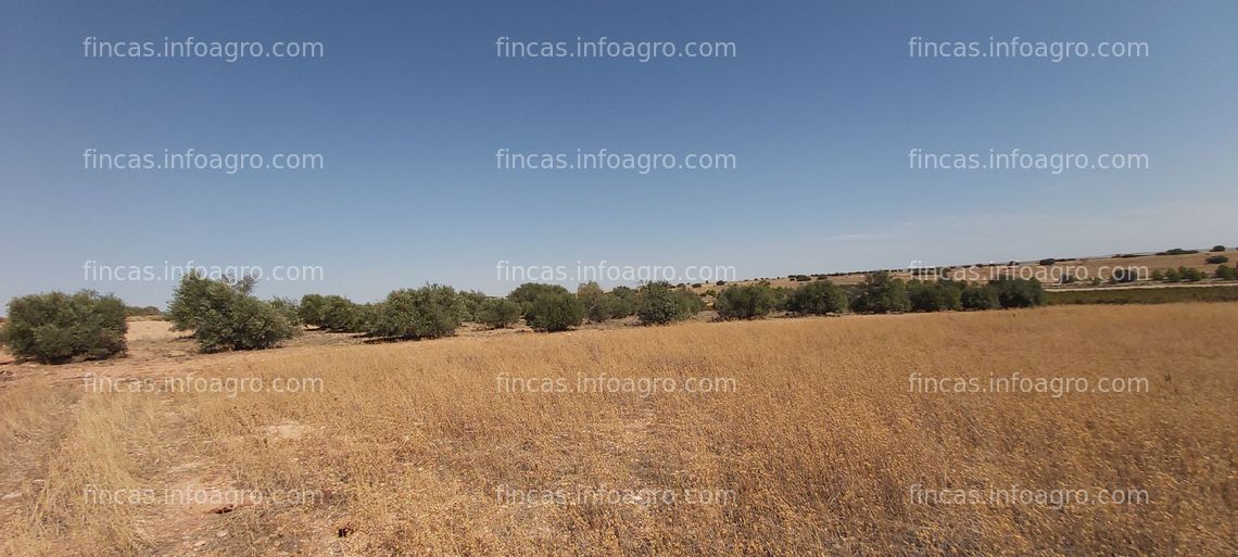 Fotos de Se vende finca de 18000 m2. Tiene 60 olivas.