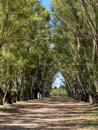 Fotos de Se vende finca agrícola y Ganadera en Argentina, Información en España