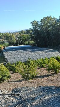 Fotos de A la venta se traspasa plantación de Pitahayas en Alhaurin el Grande, Malaga