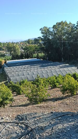 A la venta se traspasa plantación de Pitahayas en Alhaurin el Grande, Malaga