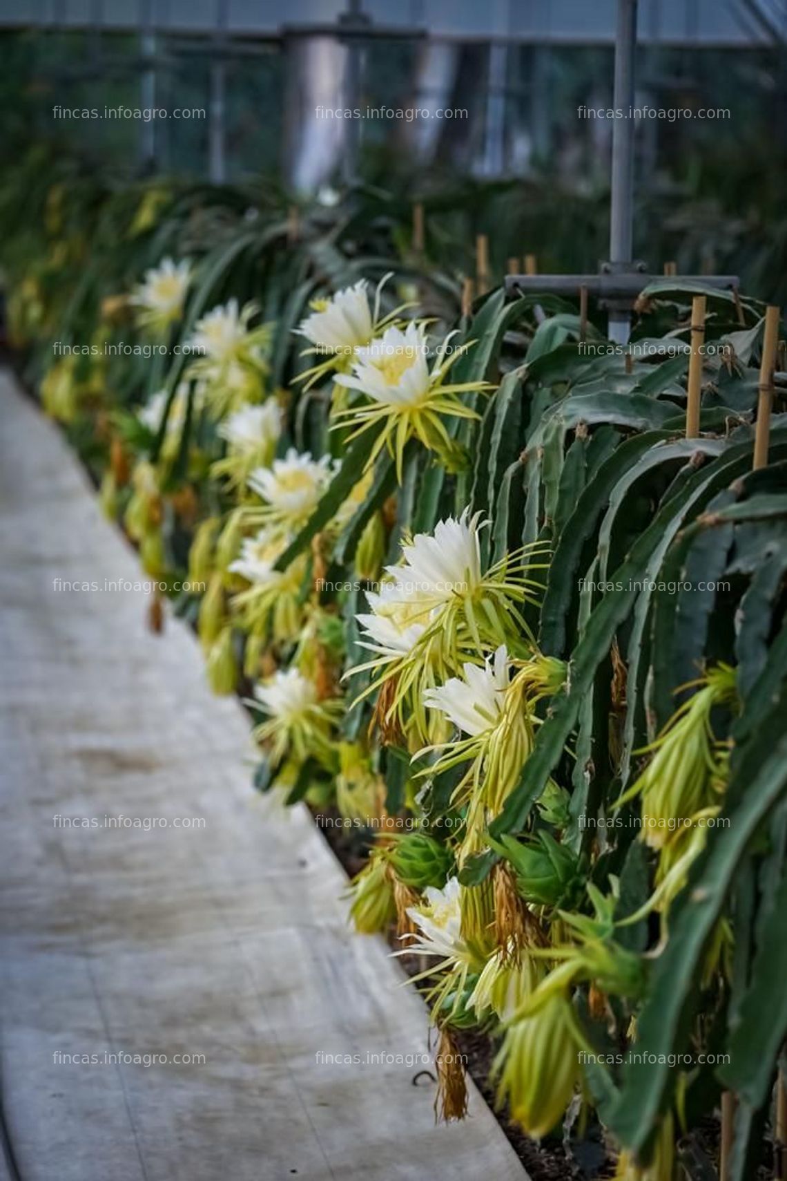 Fotos de A la venta se traspasa plantación de Pitahayas en Alhaurin el Grande, Malaga