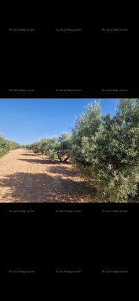 Fotos de A la venta Hectárea de Marteños