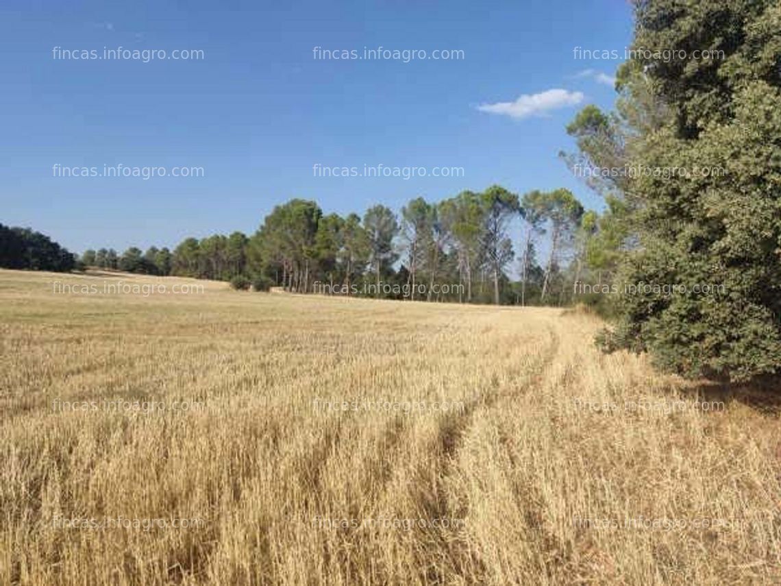 Fotos de En venta  finca rústica en Alcocer (Guadalajara)