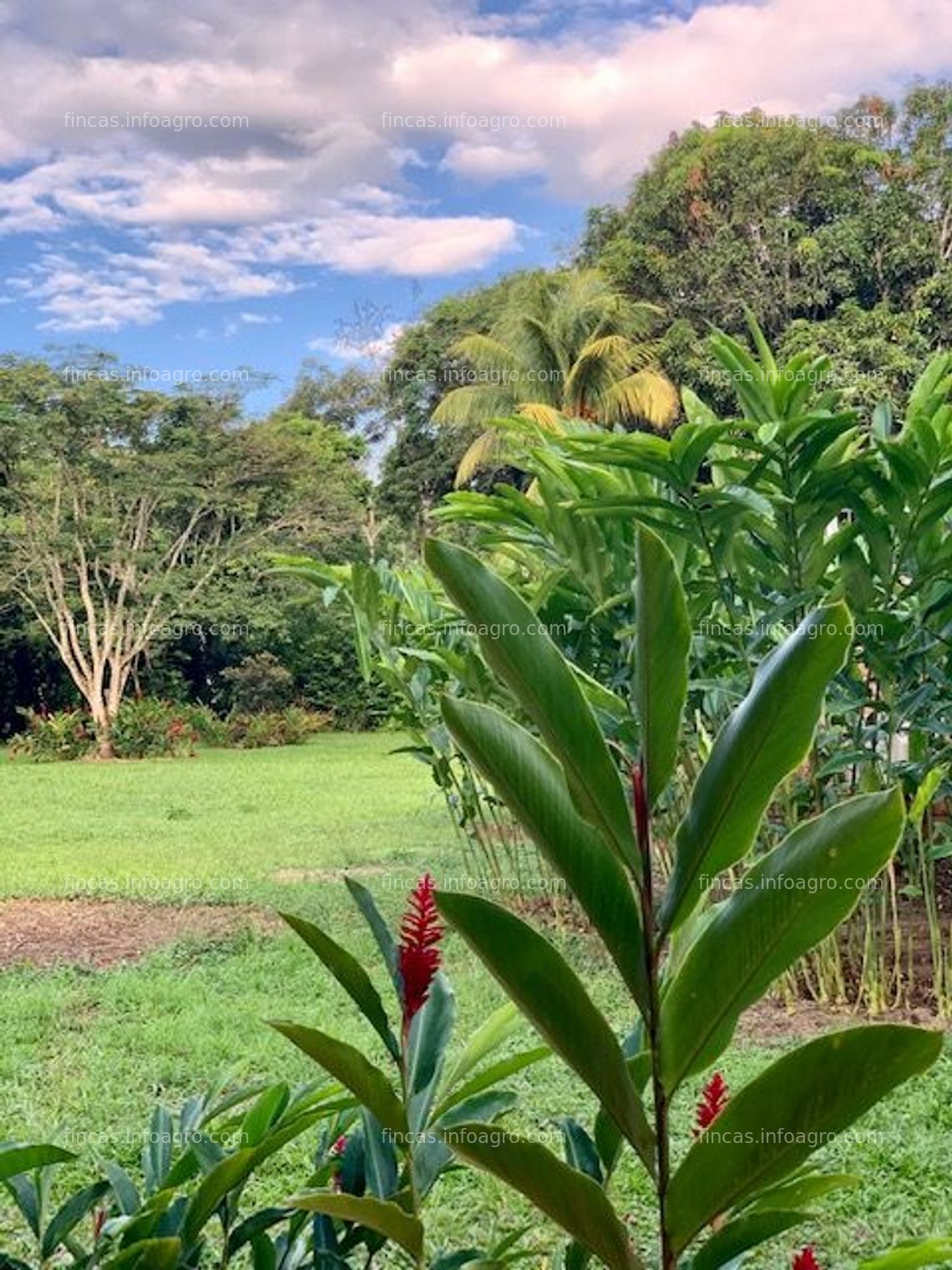 Fotos de En venta  EXCELENTE TERRENO PARA SIEMBRA O PARA USO GANADERO
