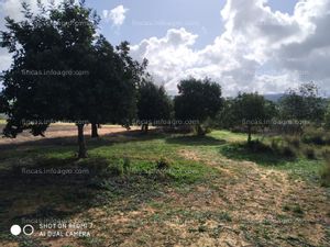 En venta  finca de almendros