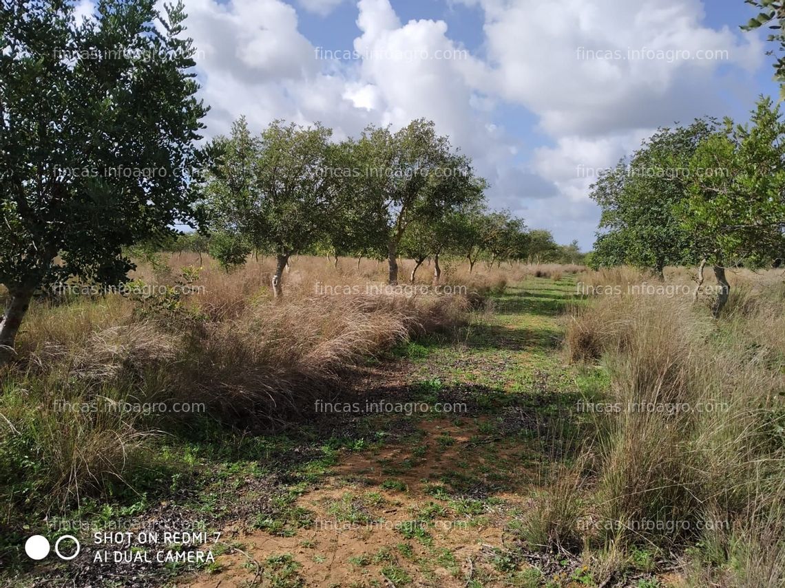 Fotos de En venta  finca de almendros