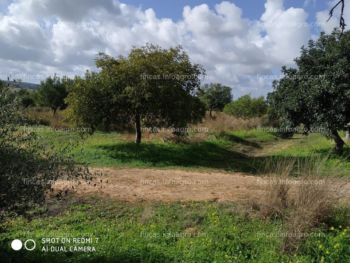 Fotos de En venta  finca de almendros