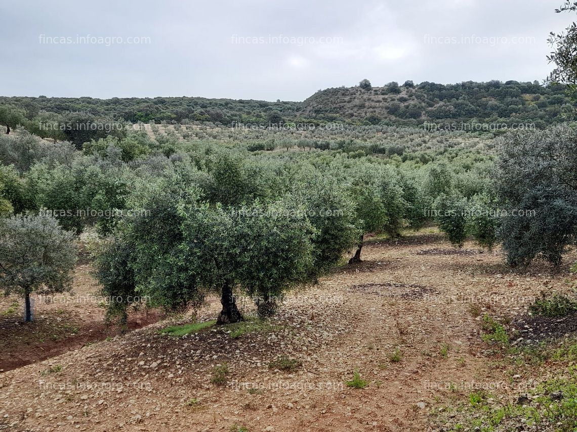 Fotos de A la venta finca de olivar