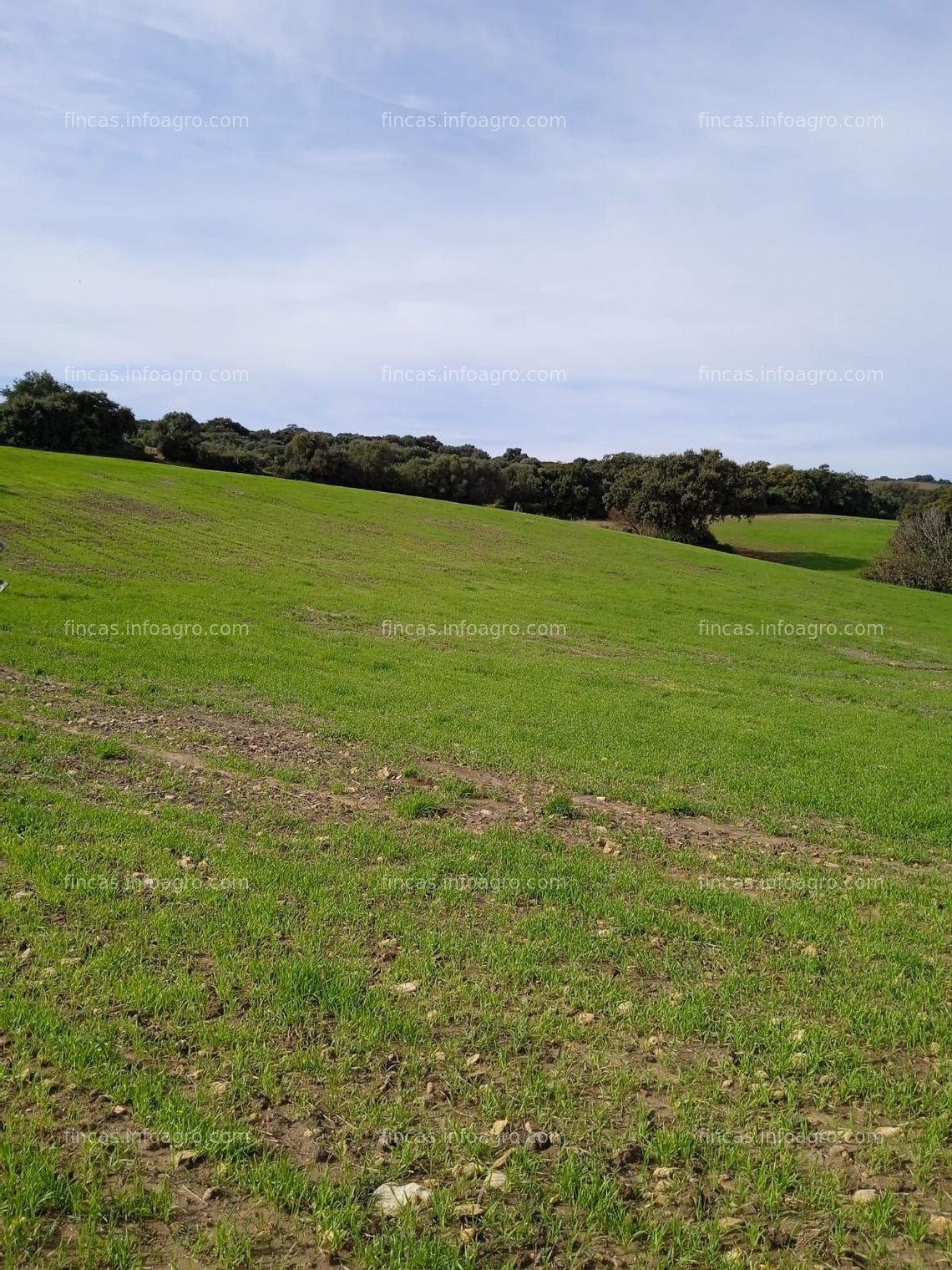 Fotos de En venta  finca de regadío