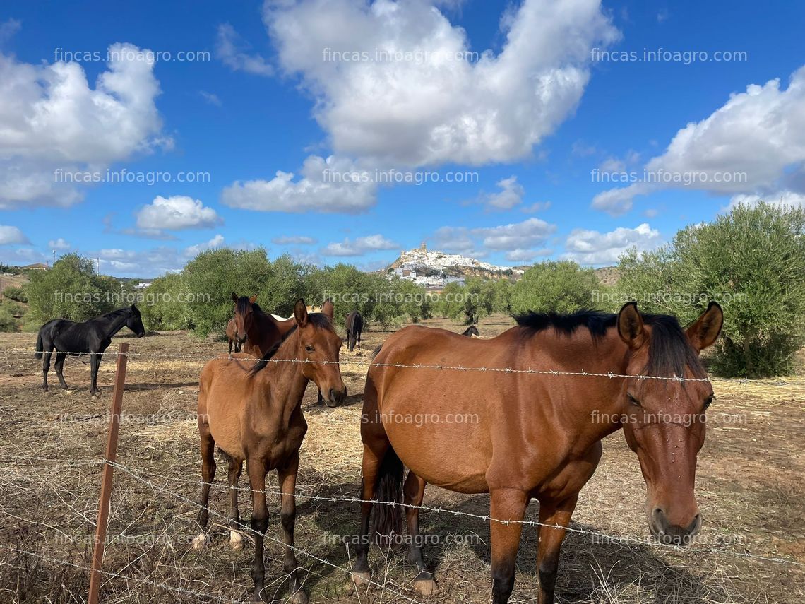 Fotos de Vendo finca rústica