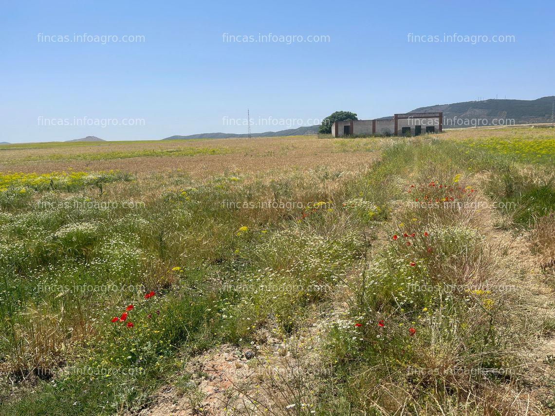 Fotos de Vendo Terreno agrícola para olivos en secano