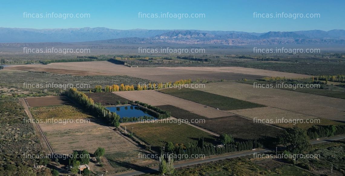 Fotos de Vendo OPORTUNIDAD ÚNICA DE INVERSIÓN: Finca de Pistachos Autosustentable con Energía Solar, Lavalle, Mendoza