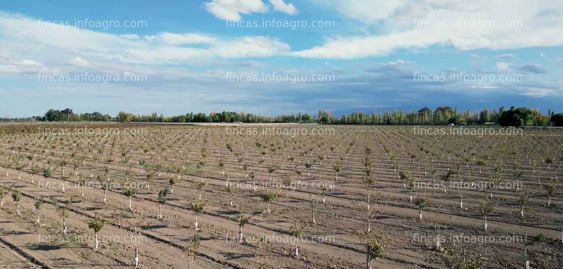 Fotos de Vendo OPORTUNIDAD ÚNICA DE INVERSIÓN: Finca de Pistachos Autosustentable con Energía Solar, Lavalle, Mendoza
