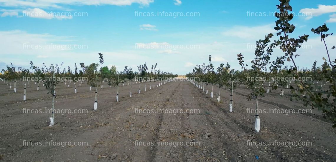 Fotos de Vendo OPORTUNIDAD ÚNICA DE INVERSIÓN: Finca de Pistachos Autosustentable con Energía Solar, Lavalle, Mendoza