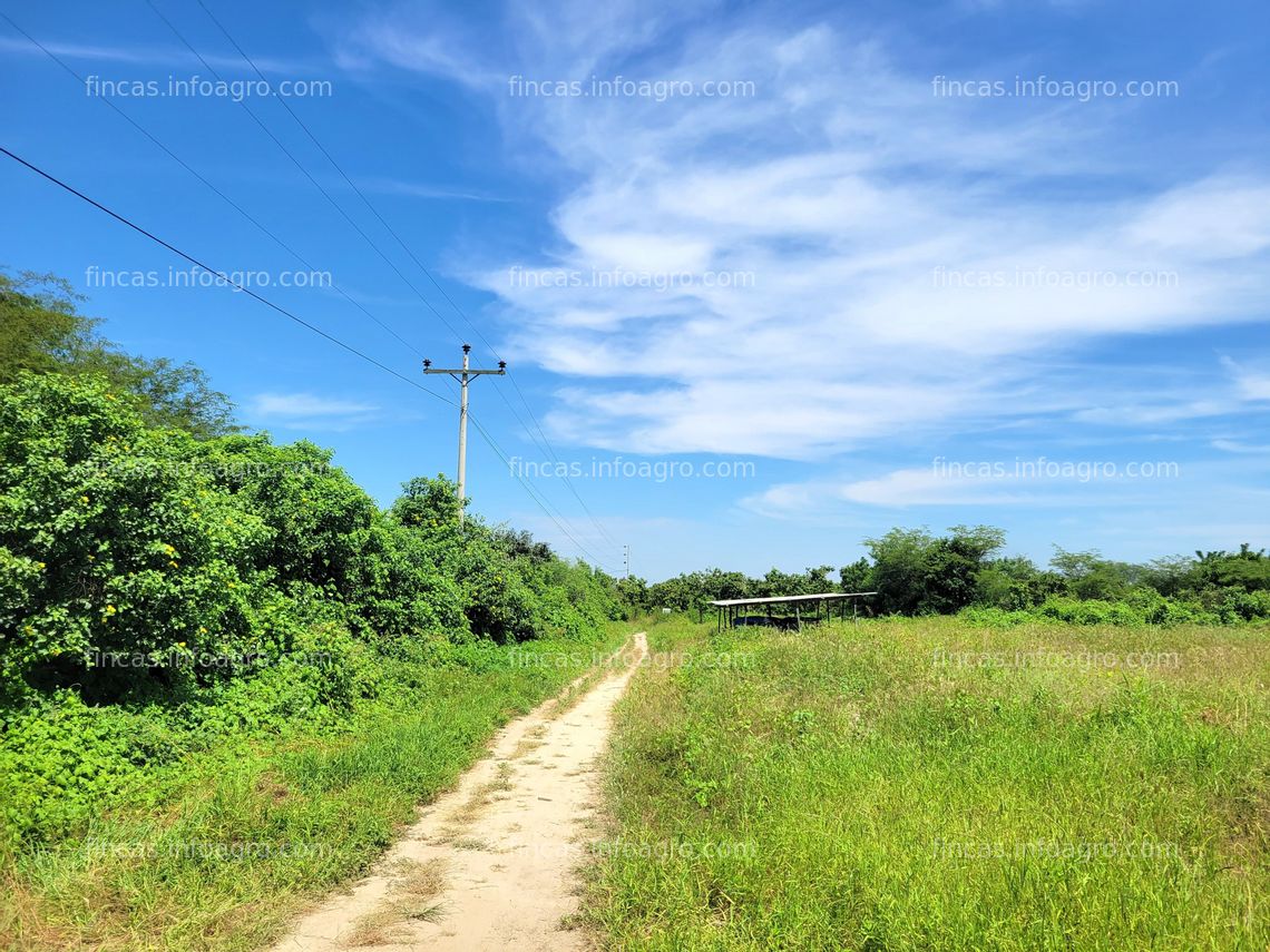 Fotos de En venta  parcela 65Has. Tambogrande - Piura