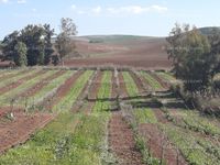 Fotos de En venta  Rústica tierra calma con Pozo 