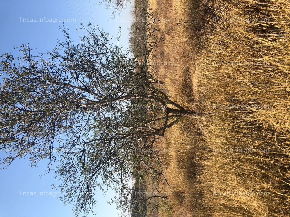 Fotos de Se vende Agrario regadio