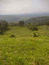 Fotos de Vendo parcela en Bella Vista, Guabinas 