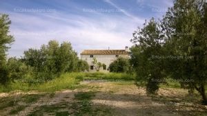 Se vende olivar ecológico de regadío en Jaén